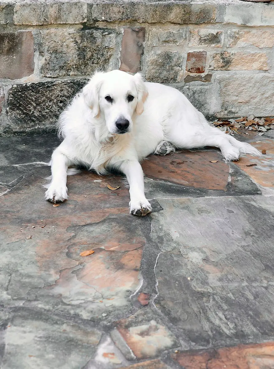 our golden retriever traveler looking very regal 