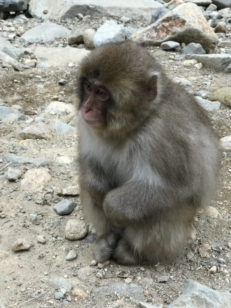 teh snow monkey park in japan