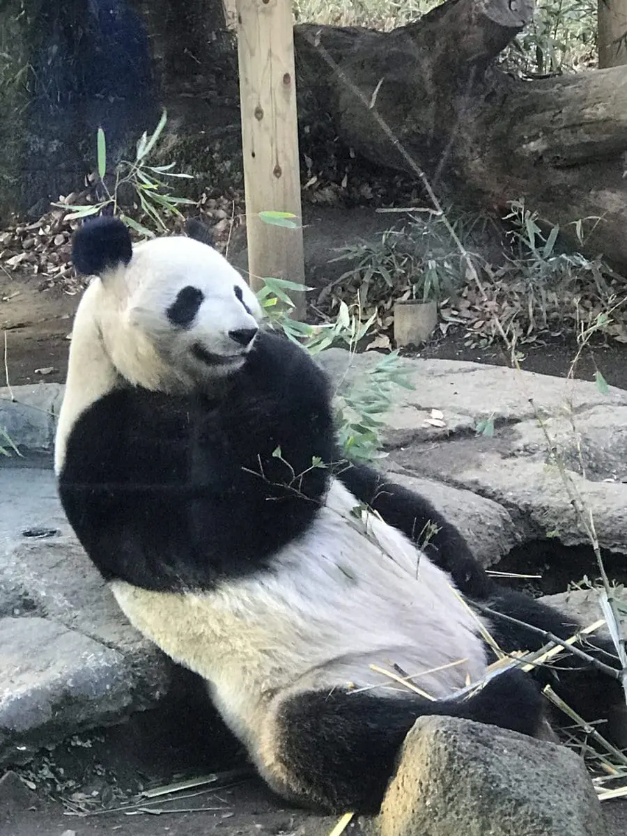 giant panda eating bamboo at the tokyo ueno zoo