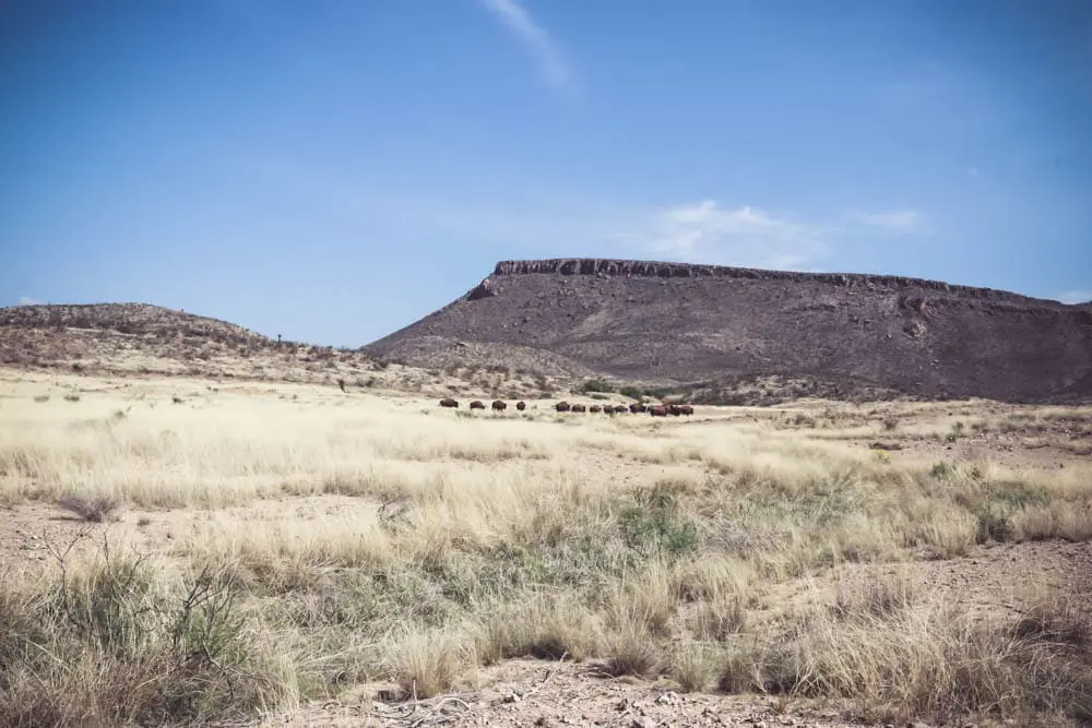 West Texas ranch called Cibolo Creek Ranch where buffalo literally roam