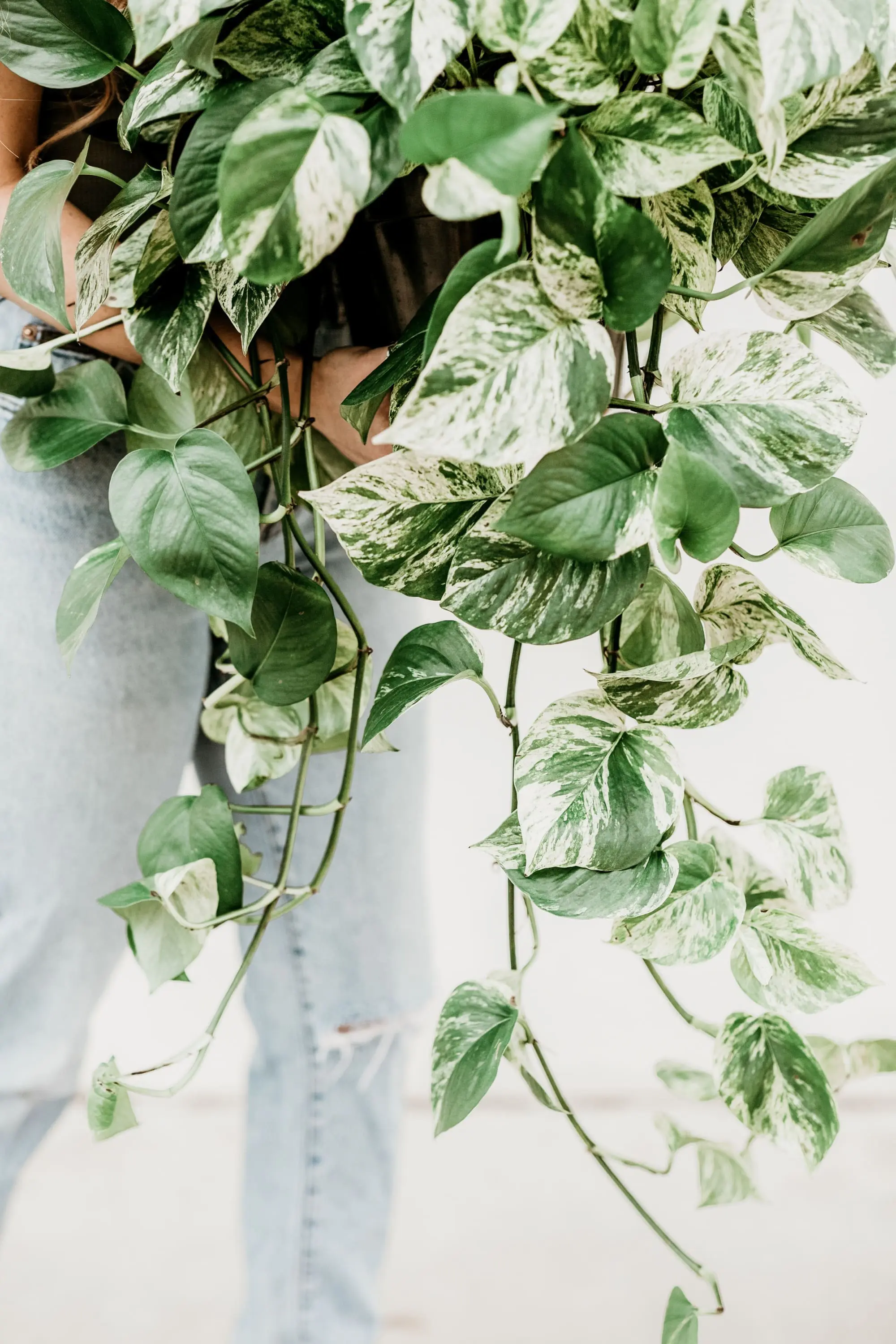 Add A Pop of Spring To Your Home woman carrying leafy green plant, affordable spring home decor