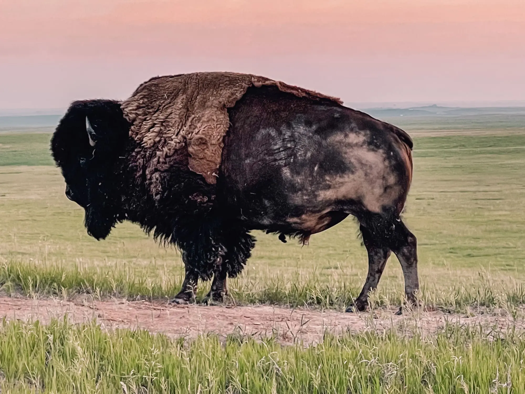 where to stop on a cross-country road trip, best places to stop on a cross country road trip, cross country road trip, west coast to east coast road trip, erin busbee, traveling with kids, how to travel with kids, how to travel with a dog, cross country road trip with kids, badlands national park, south dakota, cross country busbee style, family road trip