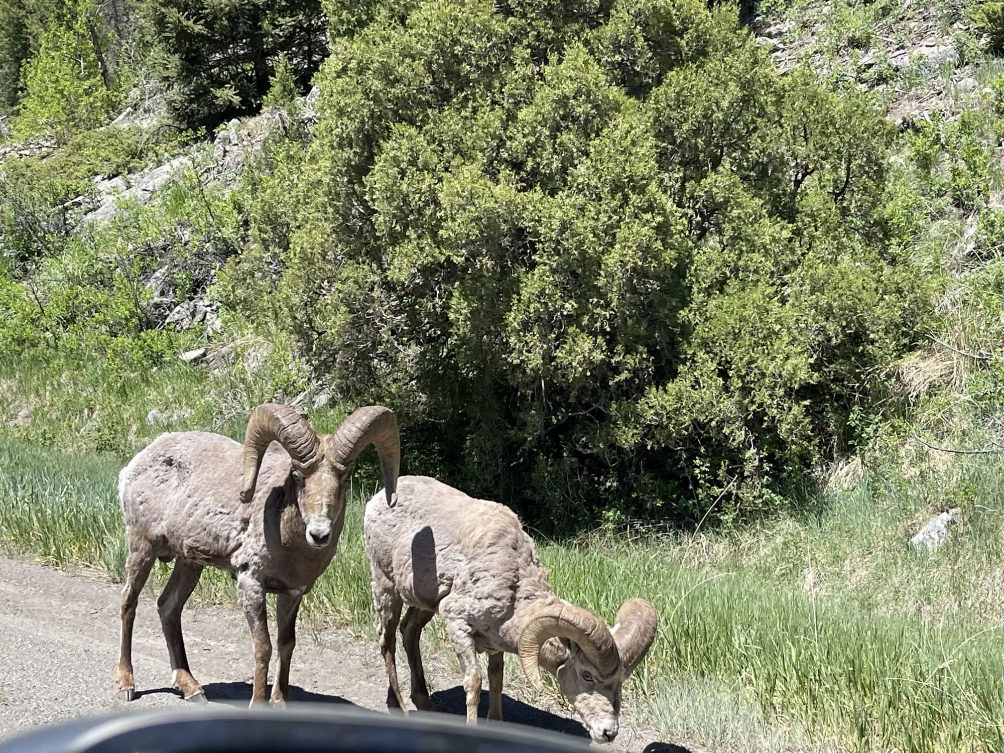 where to stop on a cross-country road trip, best places to stop on a cross country road trip, cross country road trip, west coast to east coast road trip, erin busbee, traveling with kids, how to travel with kids, how to travel with a dog, cross country road trip with kids, big sky montana, bozeman montana, see by chloe wedges, moussy vintage jeans, 9seed blue shirt, bottega veneta chain cassette bag