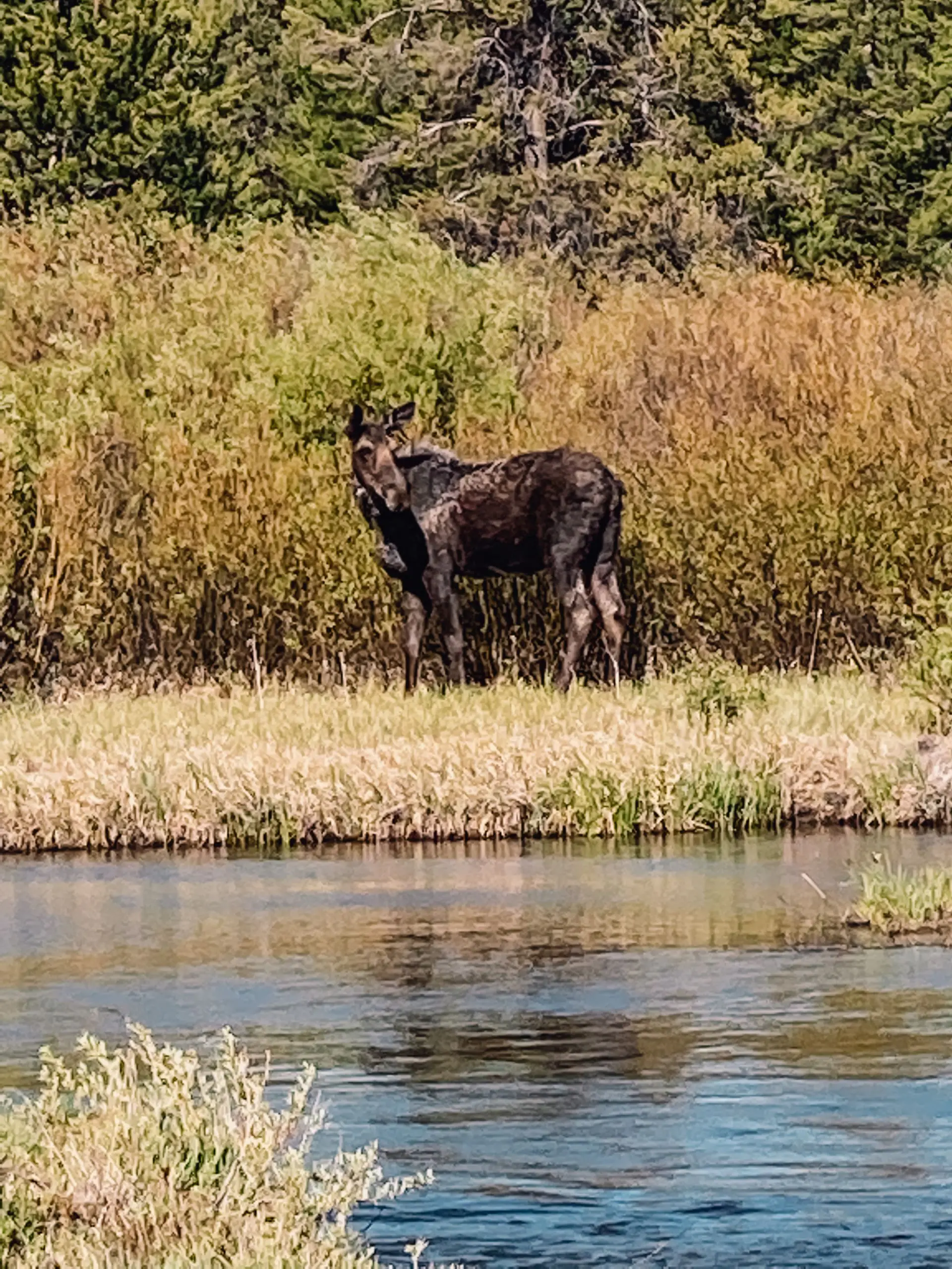where to stop on a cross-country road trip, best places to stop on a cross country road trip, cross country road trip, west coast to east coast road trip, erin busbee, traveling with kids, how to travel with kids, how to travel with a dog, cross country road trip with kids, yellowstone national park