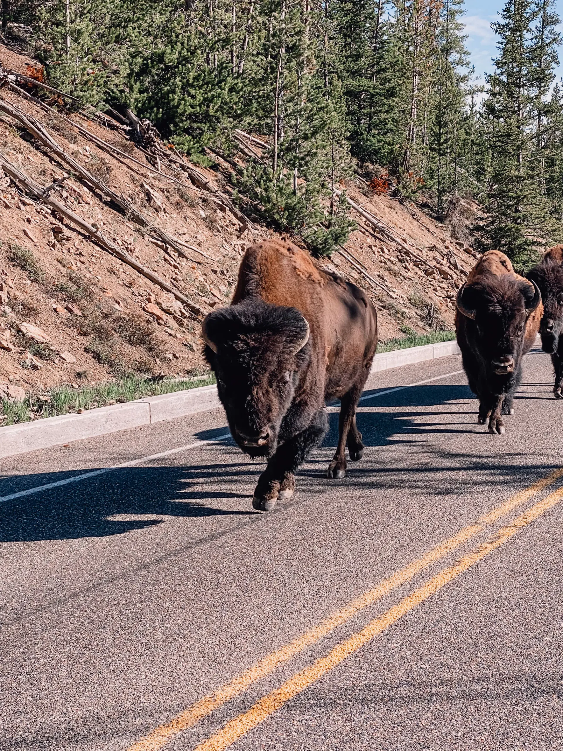 where to stop on a cross-country road trip, best places to stop on a cross country road trip, cross country road trip, west coast to east coast road trip, erin busbee, traveling with kids, how to travel with kids, how to travel with a dog, cross country road trip with kids, yellowstone national park