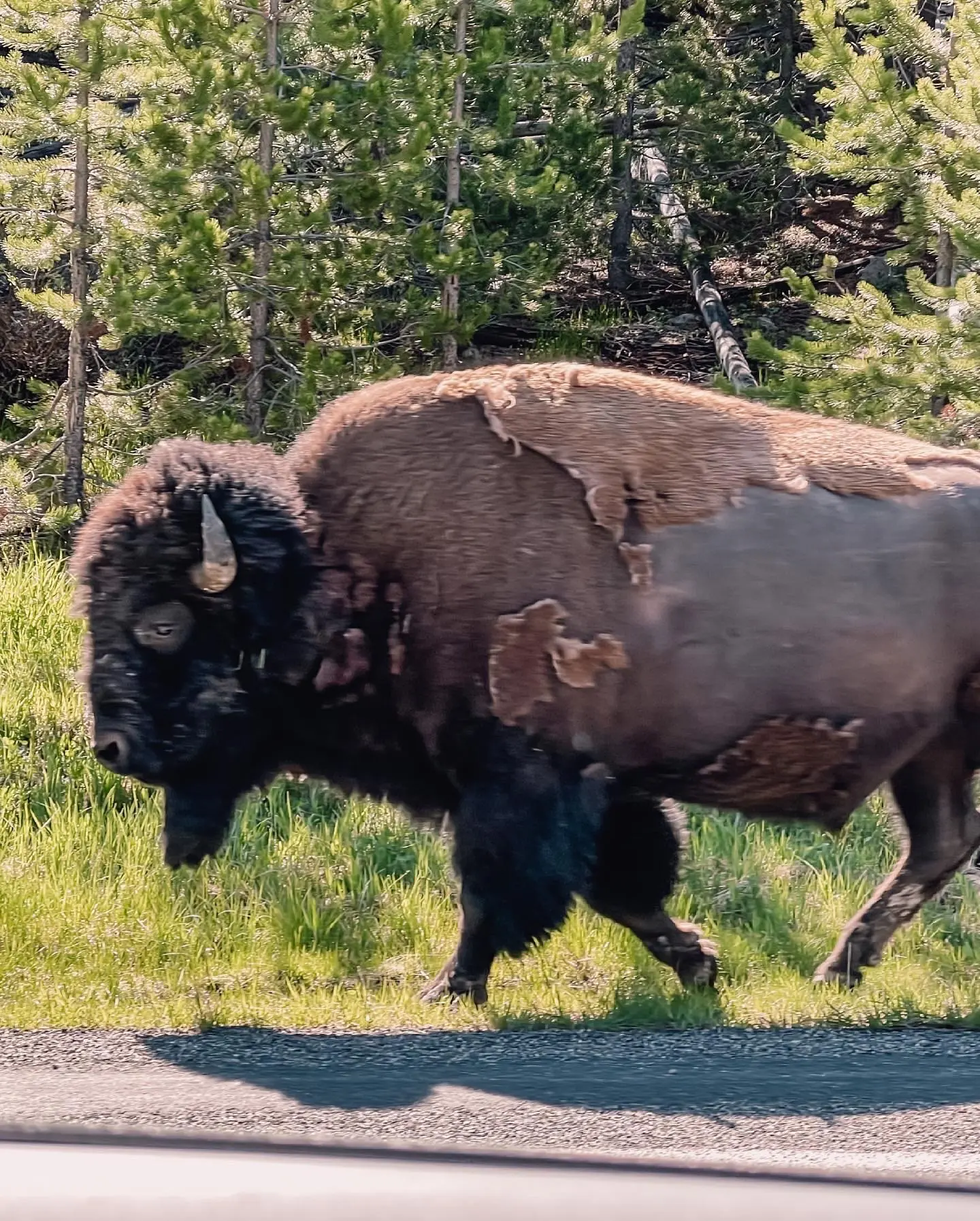 where to stop on a cross-country road trip, best places to stop on a cross country road trip, cross country road trip, west coast to east coast road trip, erin busbee, traveling with kids, how to travel with kids, how to travel with a dog, cross country road trip with kids, yellowstone national park