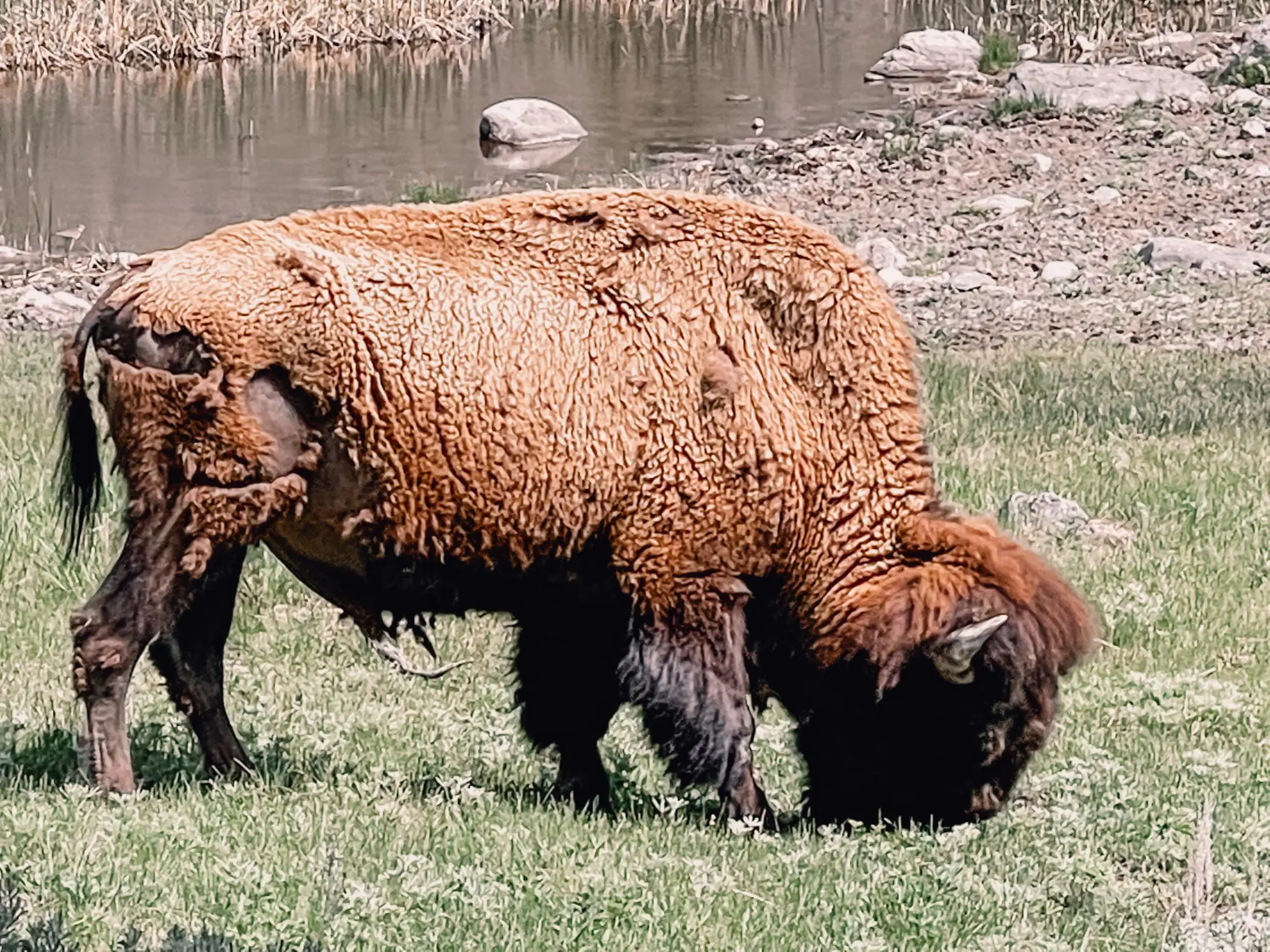 where to stop on a cross-country road trip, best places to stop on a cross country road trip, cross country road trip, west coast to east coast road trip, erin busbee, traveling with kids, how to travel with kids, how to travel with a dog, cross country road trip with kids, yellowstone national park