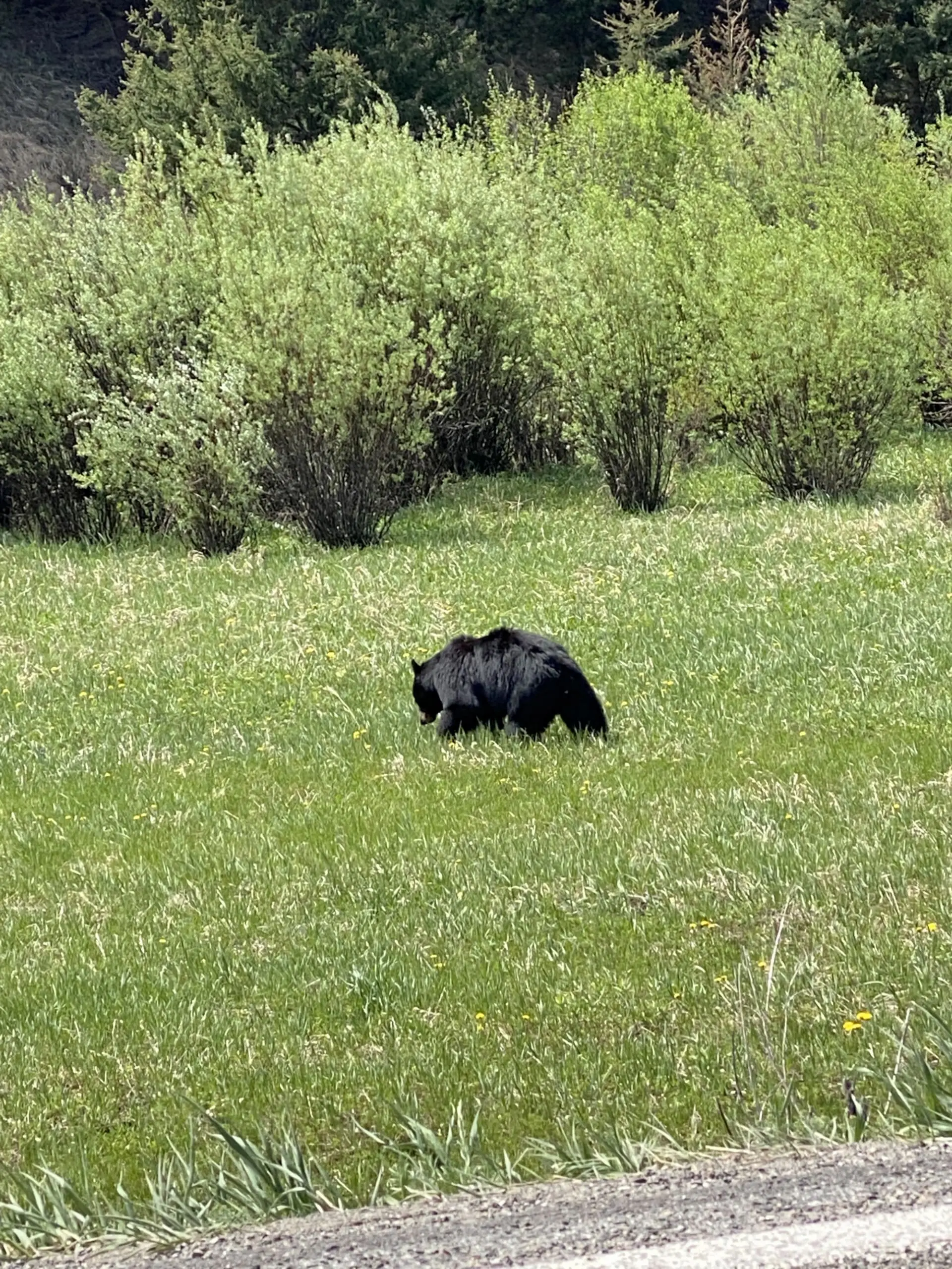 where to stop on a cross-country road trip, best places to stop on a cross country road trip, cross country road trip, west coast to east coast road trip, erin busbee, traveling with kids, how to travel with kids, how to travel with a dog, cross country road trip with kids, yellowstone national park