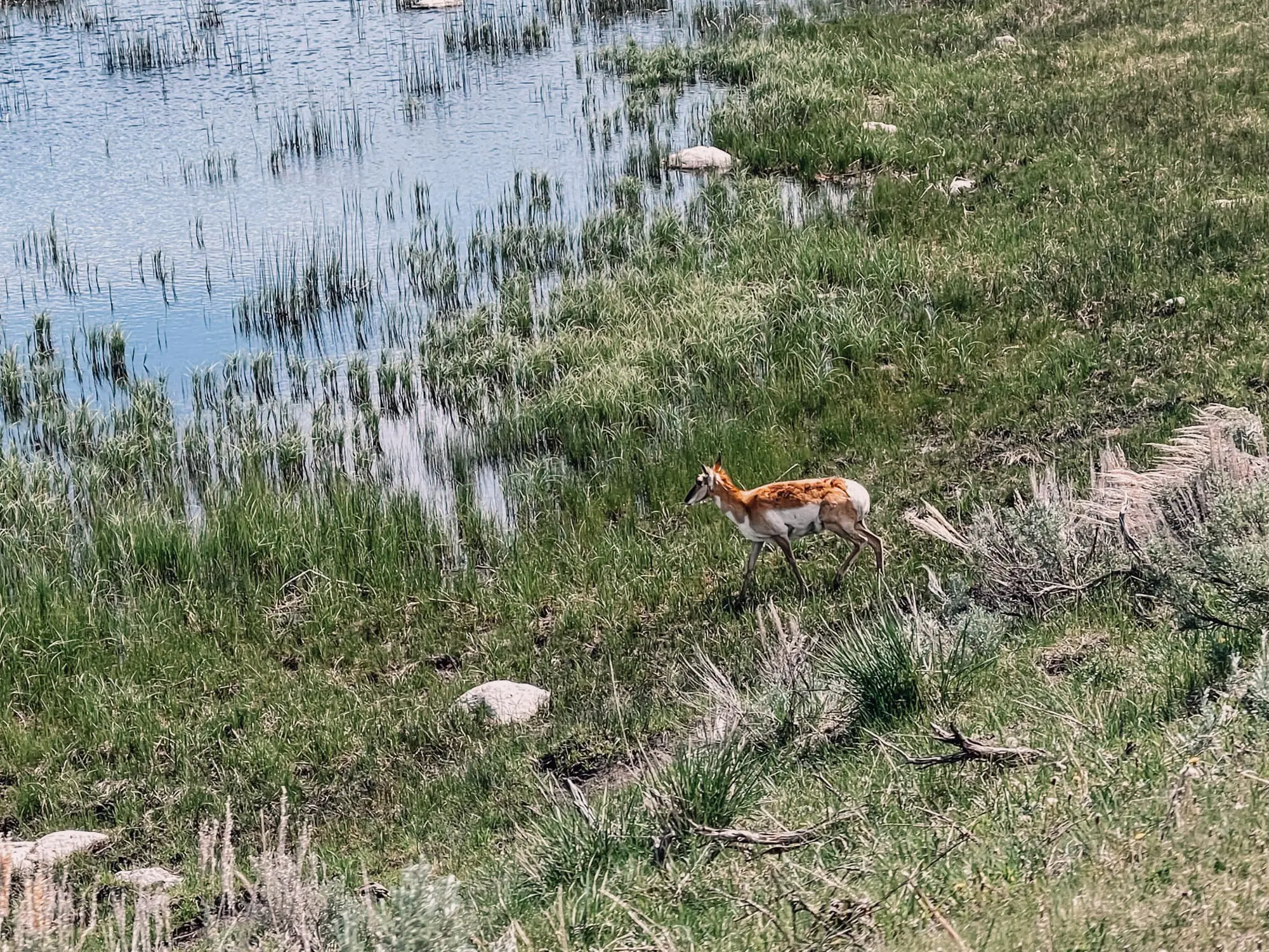 where to stop on a cross-country road trip, best places to stop on a cross country road trip, cross country road trip, west coast to east coast road trip, erin busbee, traveling with kids, how to travel with kids, how to travel with a dog, cross country road trip with kids, yellowstone national park