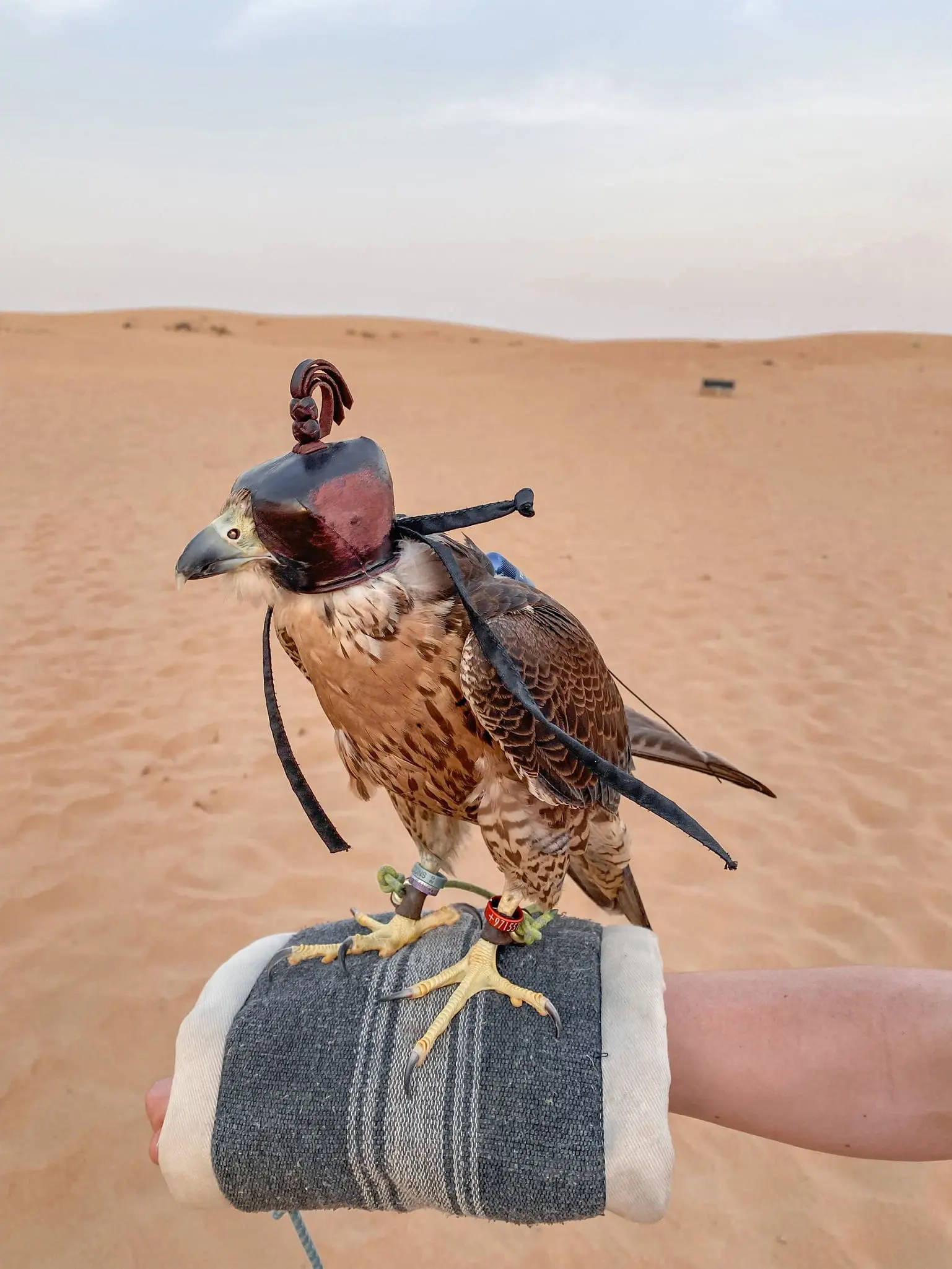 planning a trip to the middle east, where to go in the middle east, how to plan a trip to the middle east, dubai, united arab emirates, UAE, erin busbee, busbee style, busbee family travels, desert safari, platinum heritage desert safari, riding camels, falcons in the desert, hold falcon in desert, the empty quarter