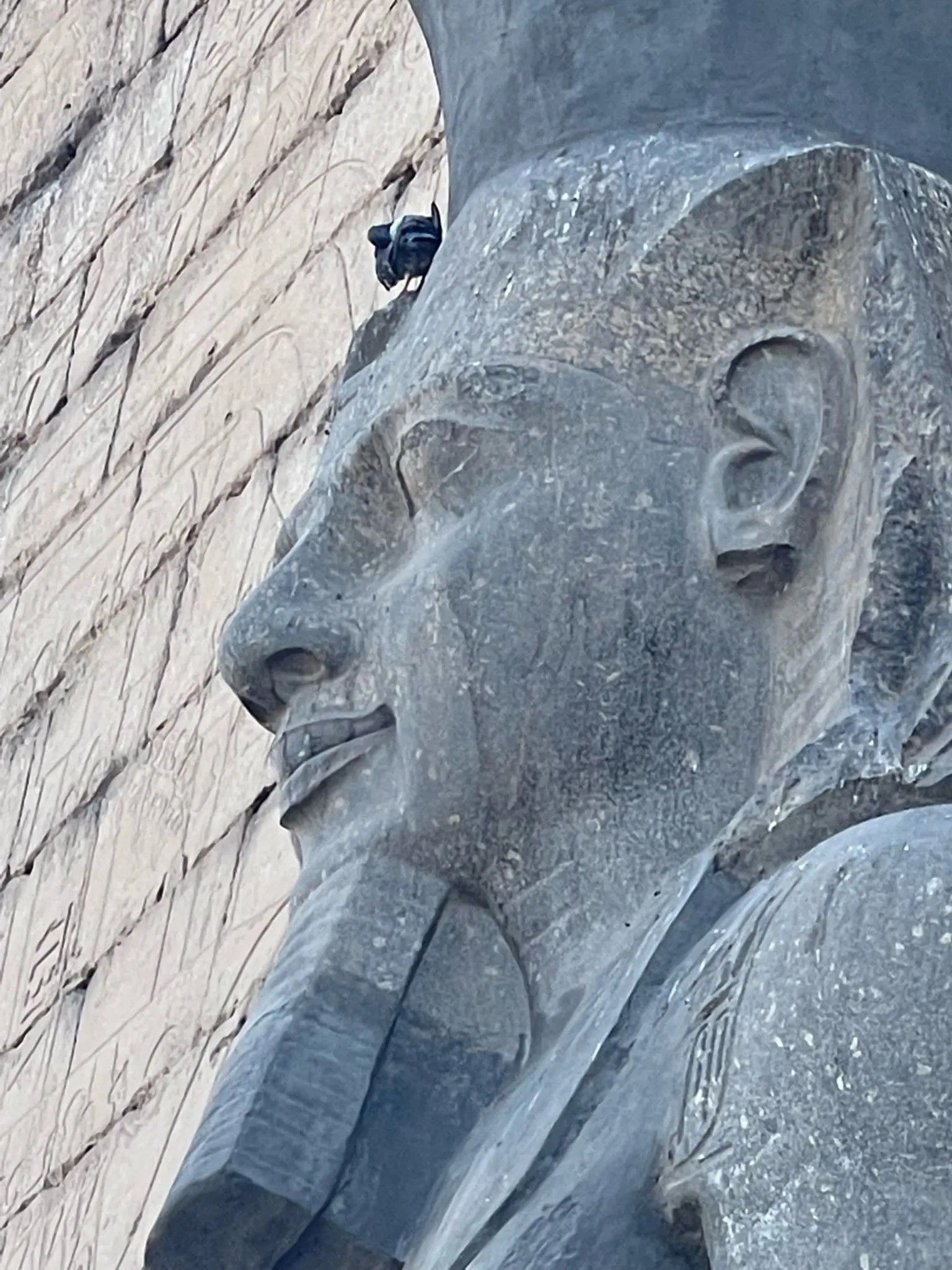planning a trip to the middle east, where to go in the middle east, how to plan a trip to the middle east, Luxor, Egypt, erin busbee, busbee style, busbee family travels, what to do in luxor, luxor temple