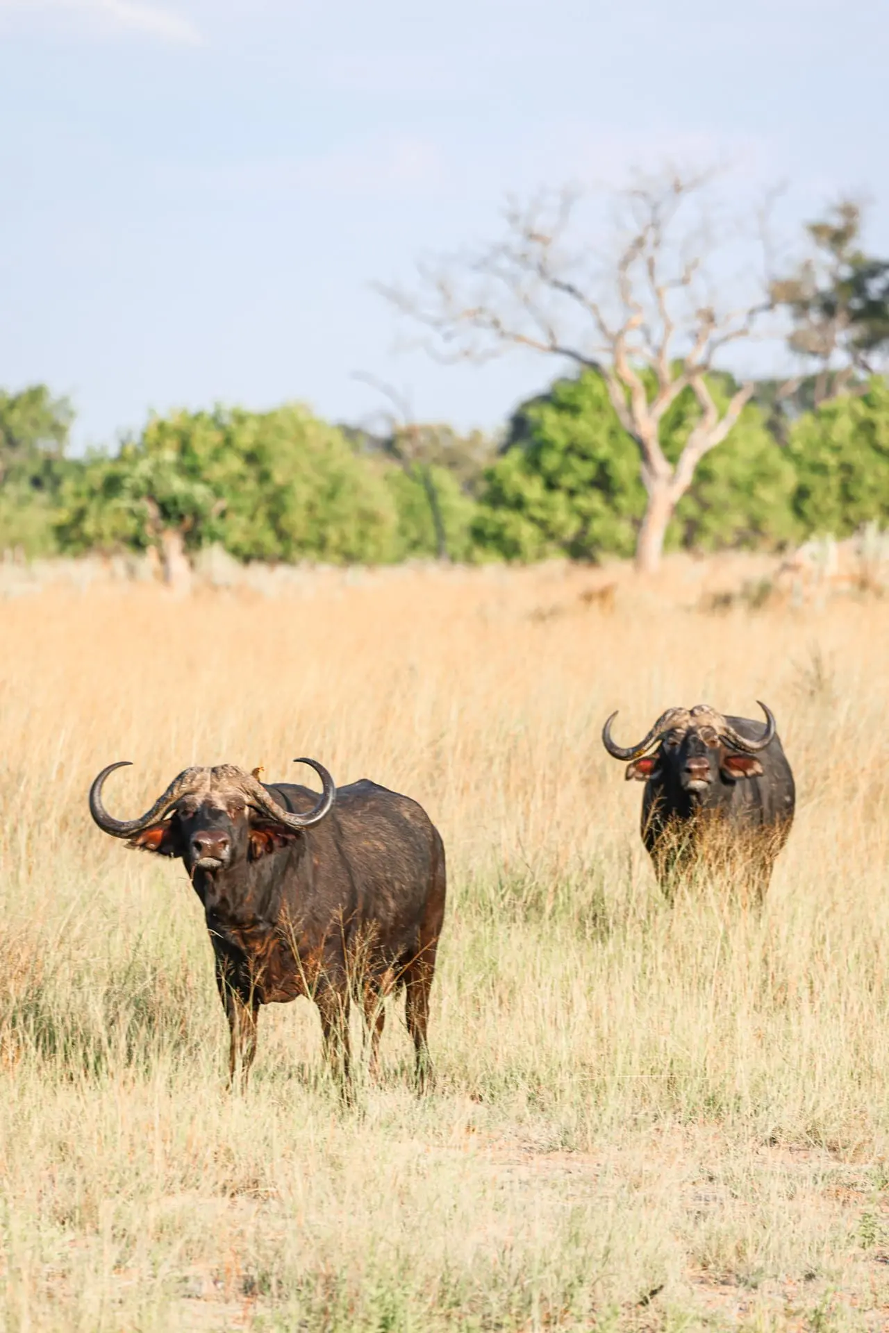 Animals in Africa