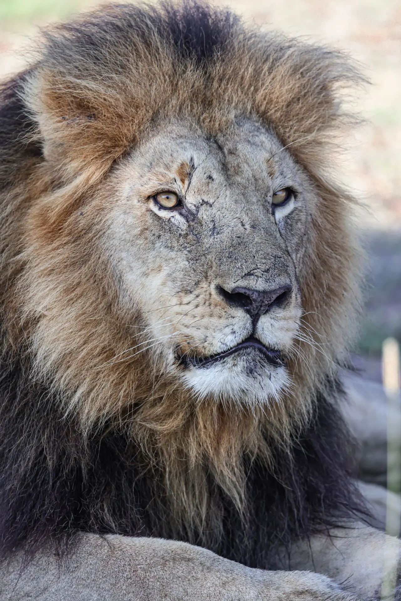Lion in Africa