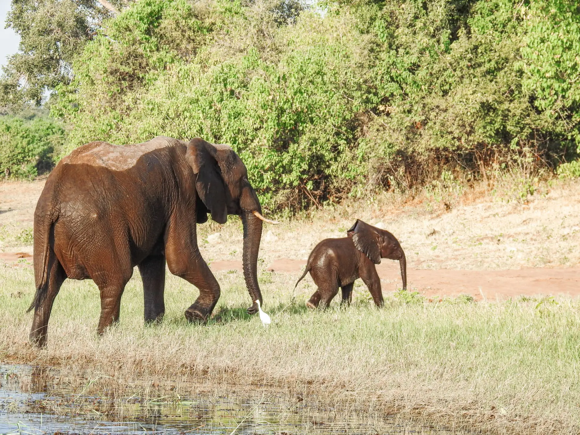 Elephants in Africa