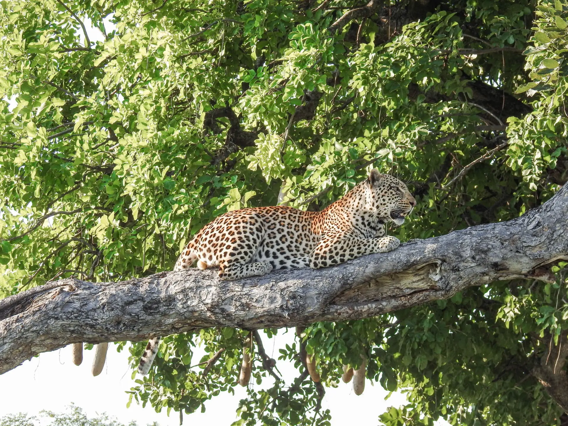 Leopard in Africa