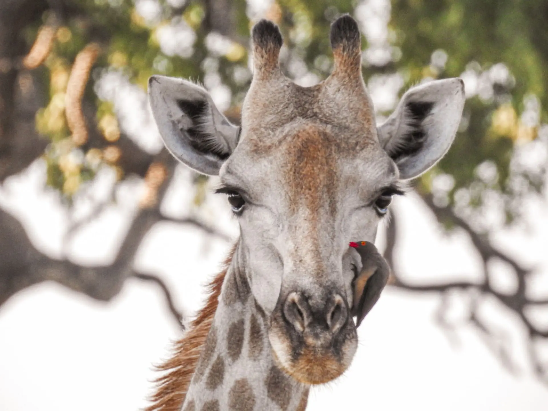 Giraffe in Africa