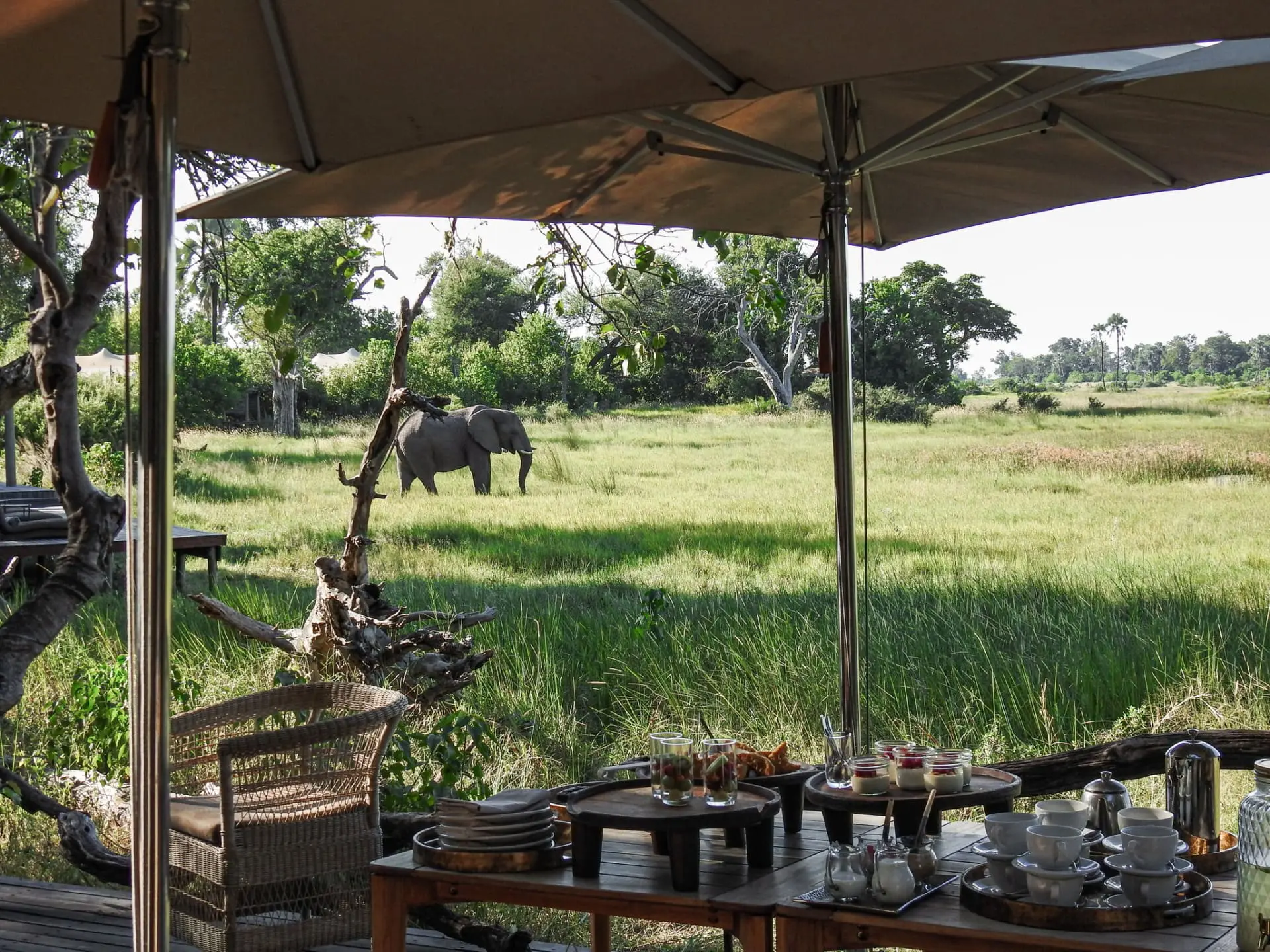 Elephant roaming near cottage