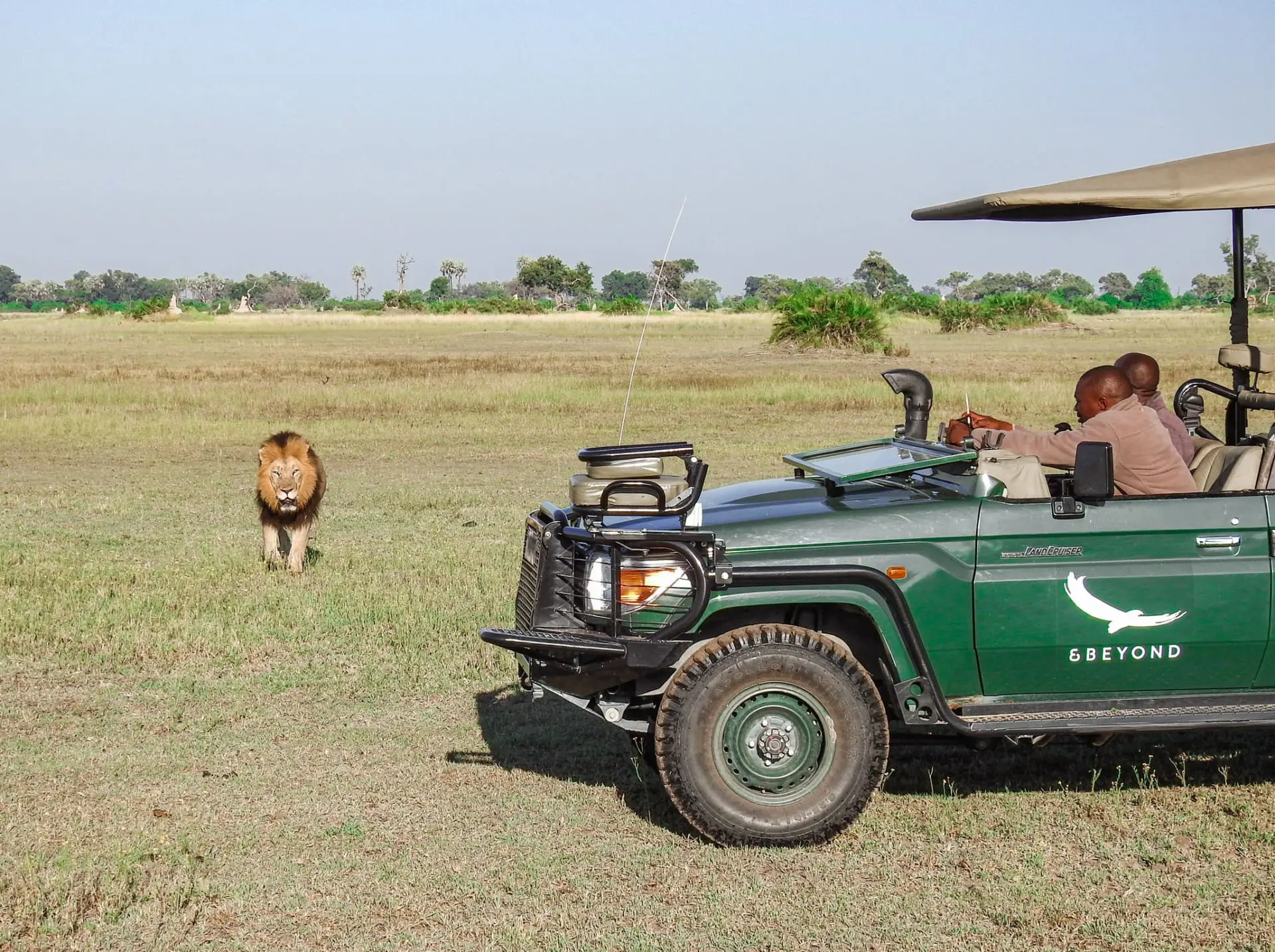 Lion adventure in Africa