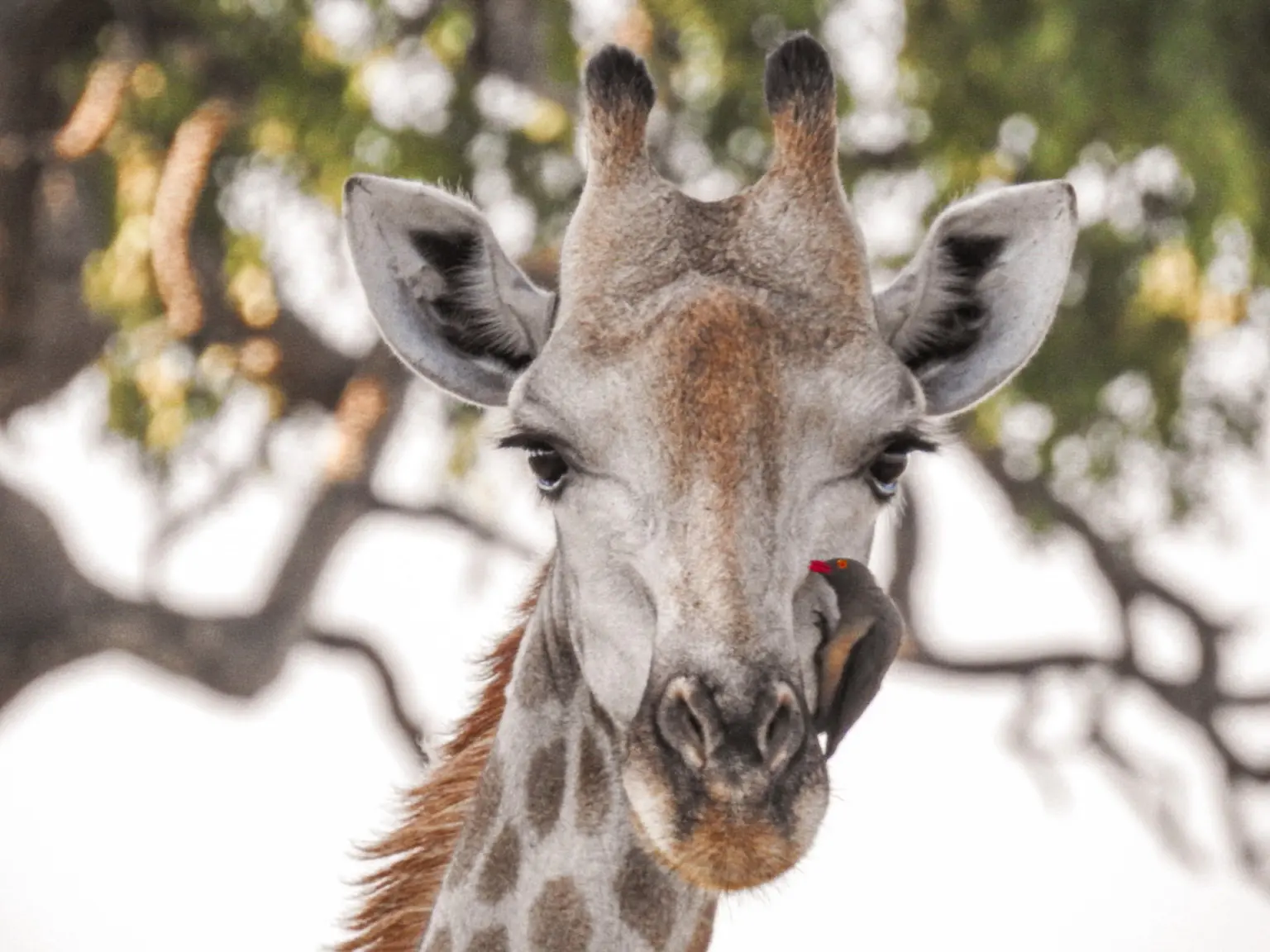 Giraffe with bird on face in botswana africa