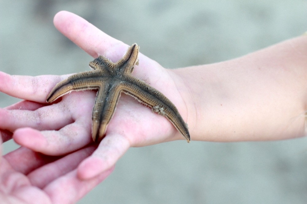starfish on port aransas beach