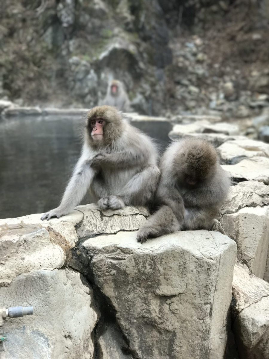 the snow monkeys sitting by the hot springs in nozawa onsen japan in the monkey park