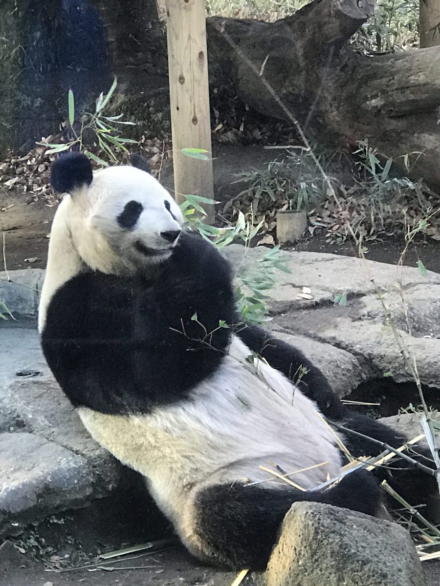 giant panda eating bamboo at the tokyo ueno zoo