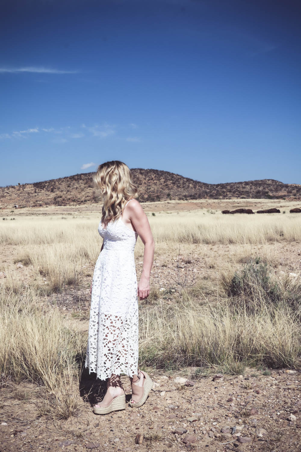 white lace dress, midi dress by ASTR in a field full of buffalo in West Texas