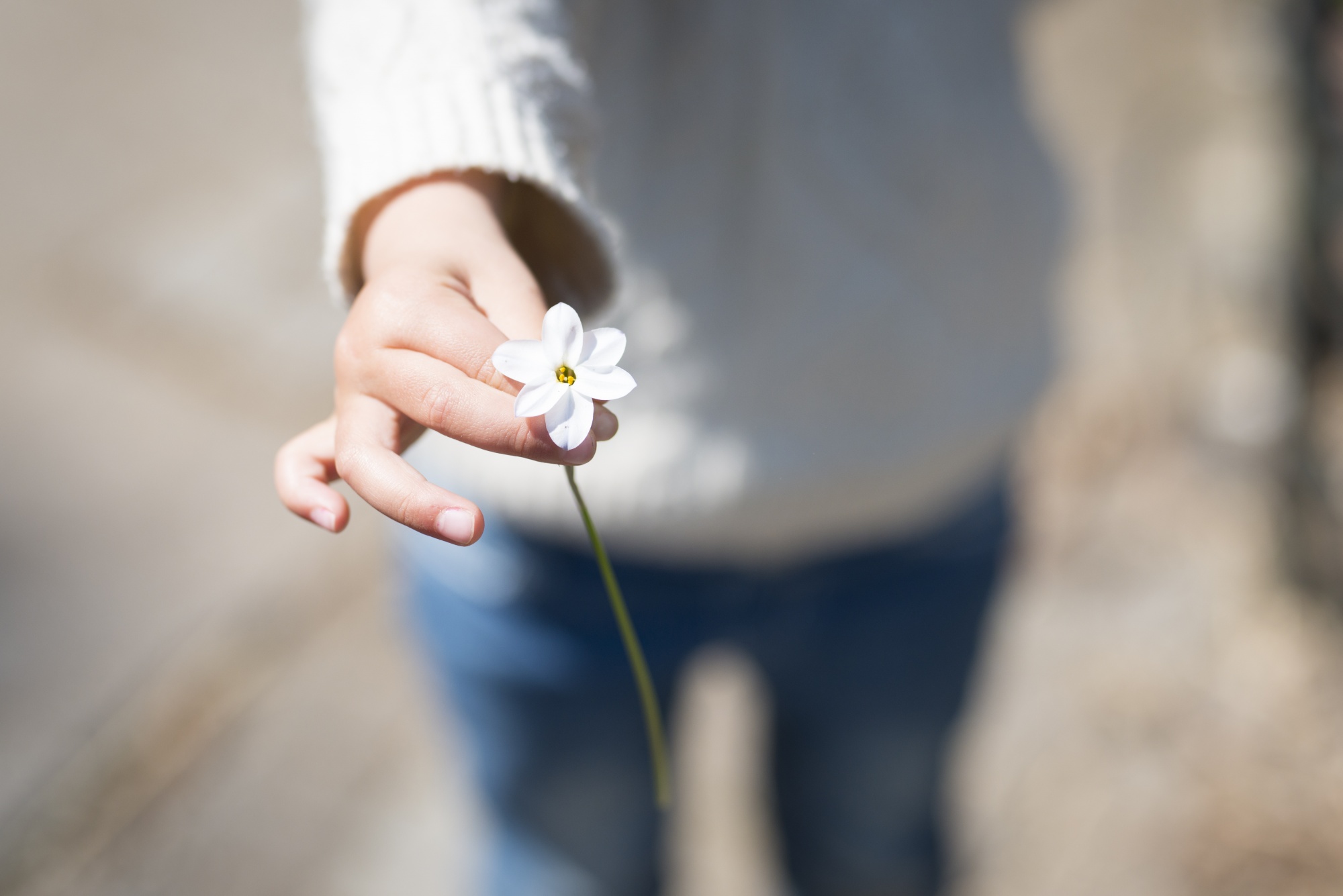 Gratitude for the small things: torso shot of woman in white sweater with an outstretched arm holding a small white flower