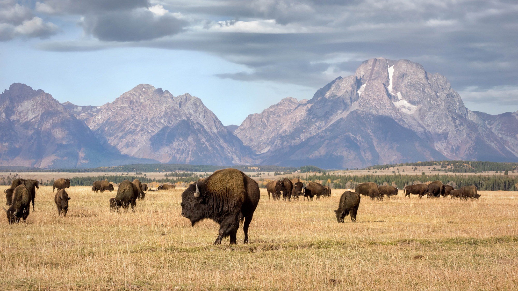 Best remote destinations, wild bison roaming freely in Grand Teton National Park Wyoming