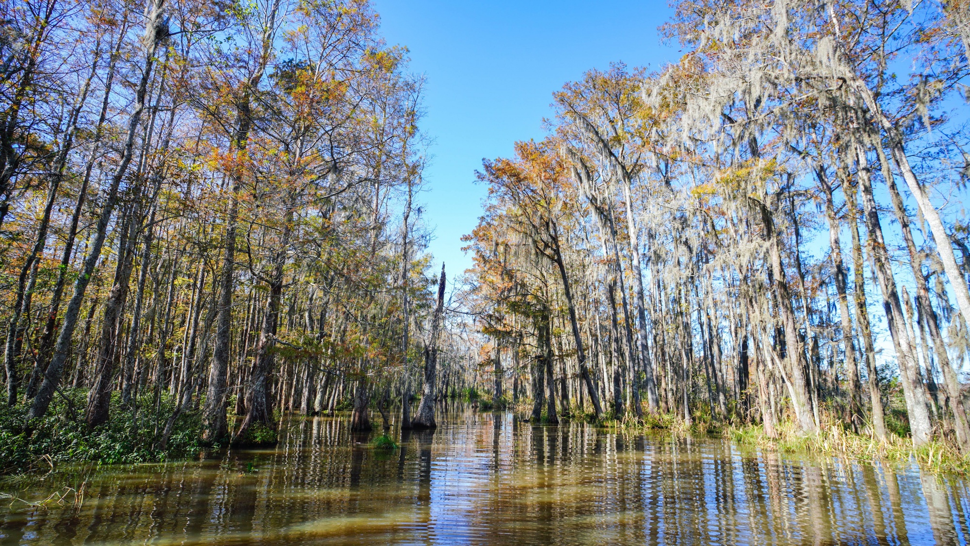 Best remote destinations, kayaking through a bayou river swamp called Honey Island Swamp Louisiana