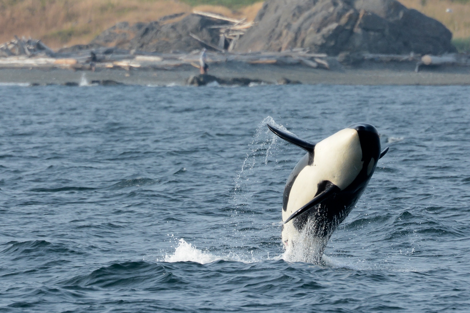 Best remote destinations, orca whale jumping out of the ocean in the San Juan Islands Washington near Victoria Canada