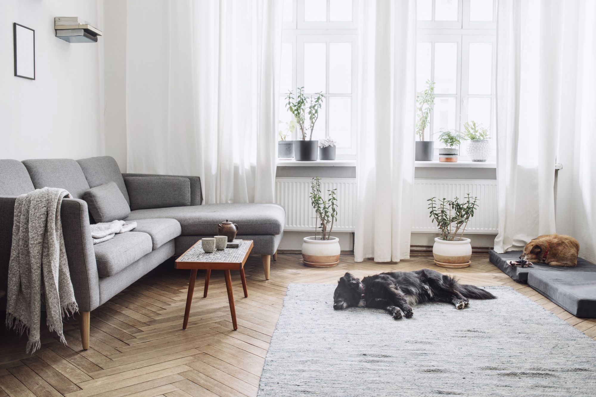 Update Your Home Avoiding 3 Décor Mistakes. Perfectly hung white curtains in a family room with grey couch and dogs resting on the floor