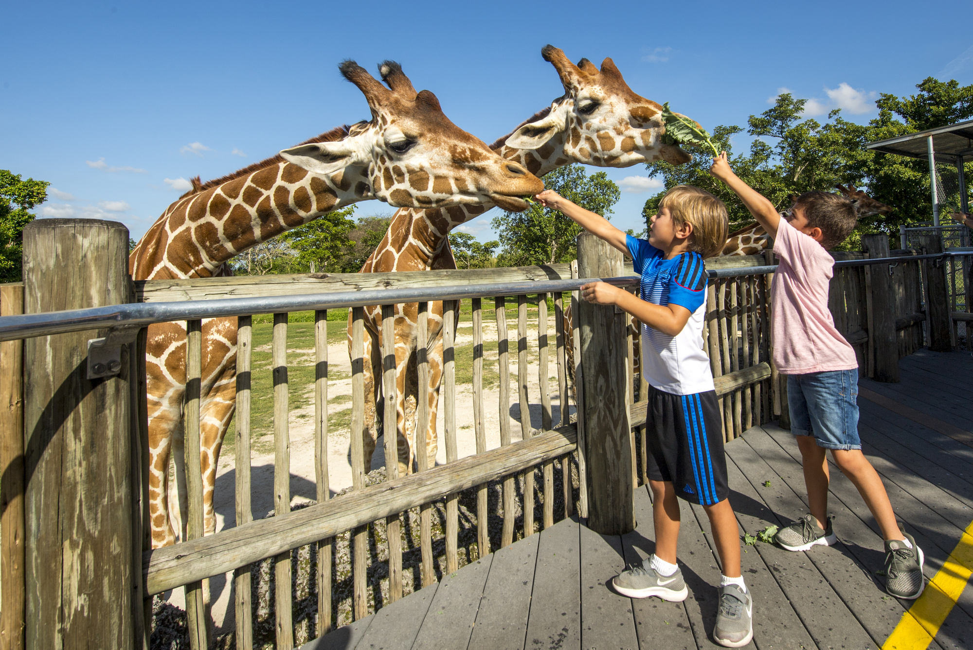 miami vacation guide, kids feeding giraffes at Zoo Miami, Florida