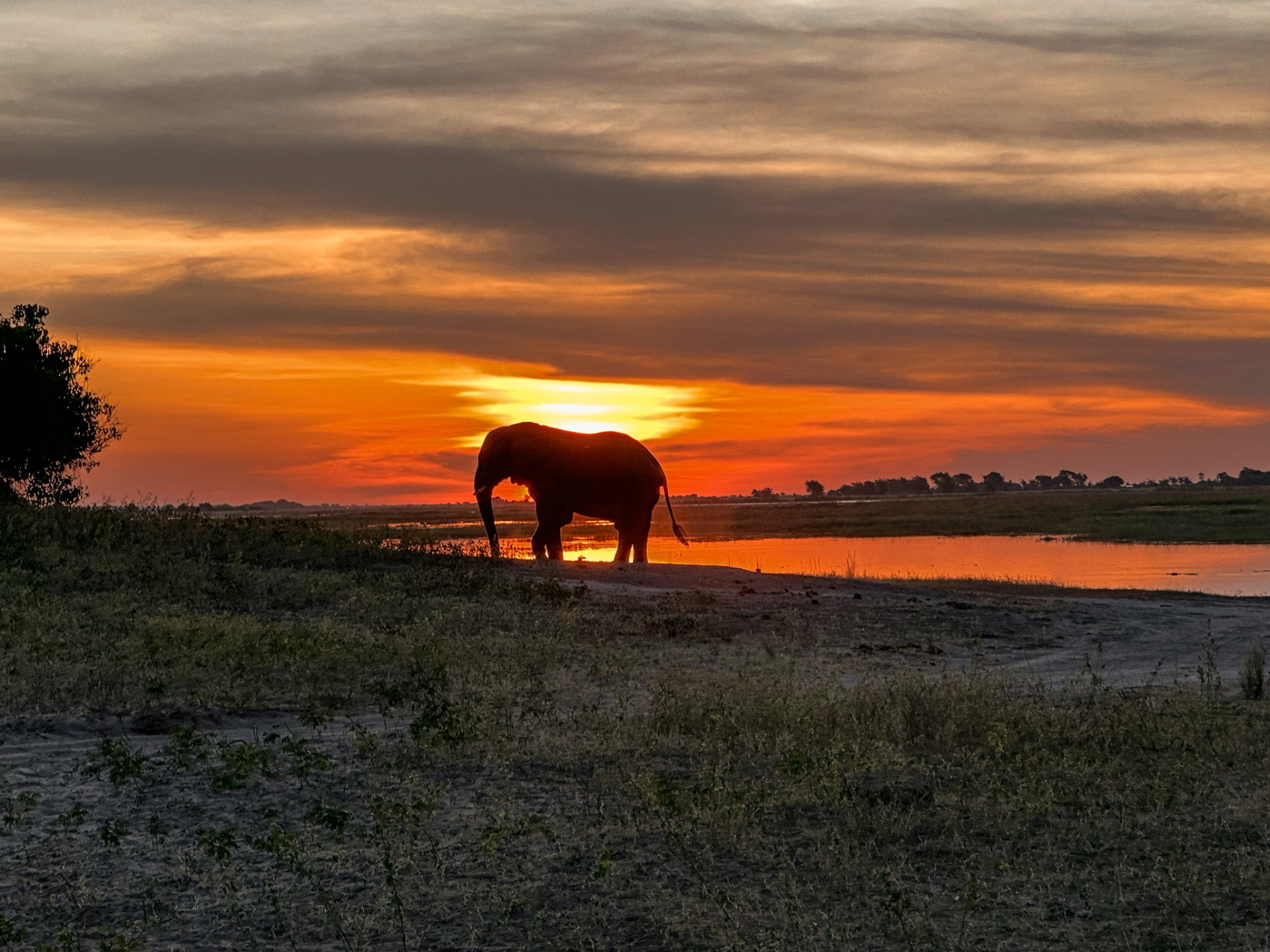 elephant during sunset in Africa