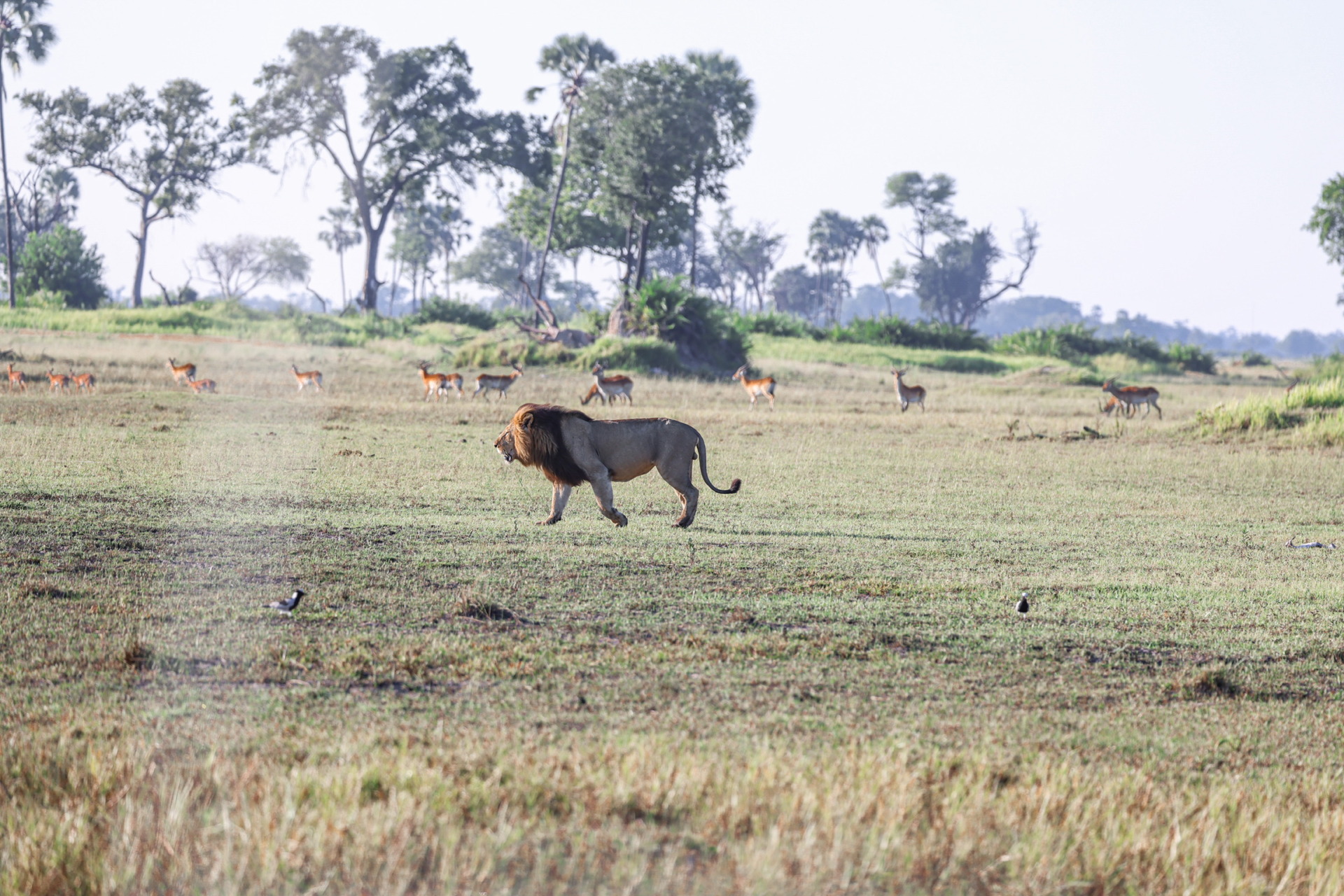 Lion roaming in Africa