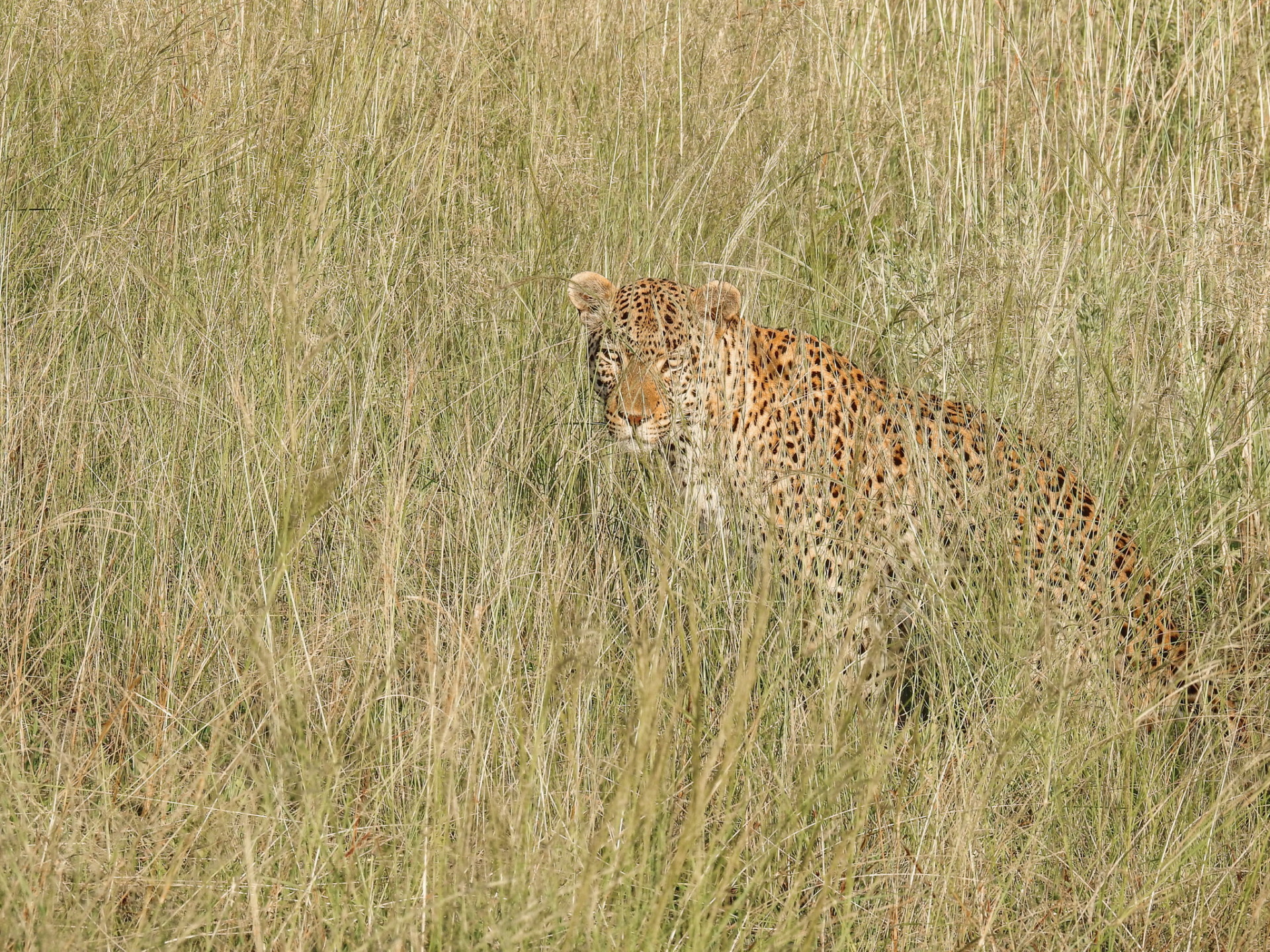 leopard in grass